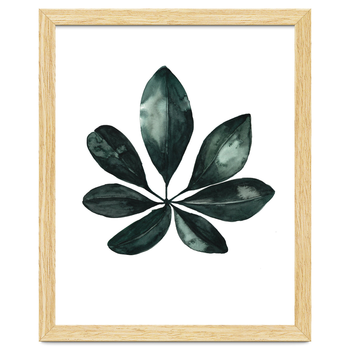 Botanical Illustration Arboricola Schefflera