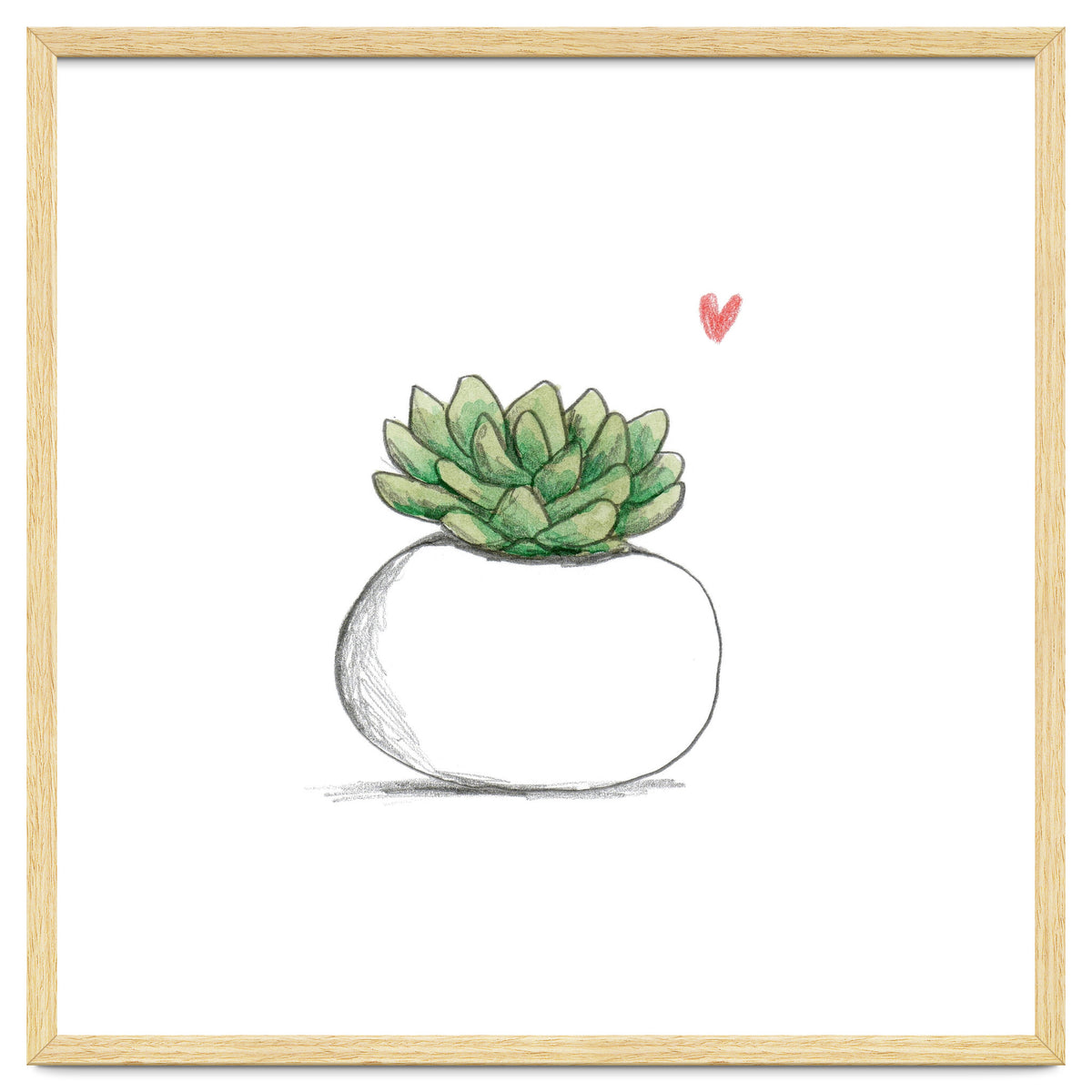 Succulent in Small White Planter
