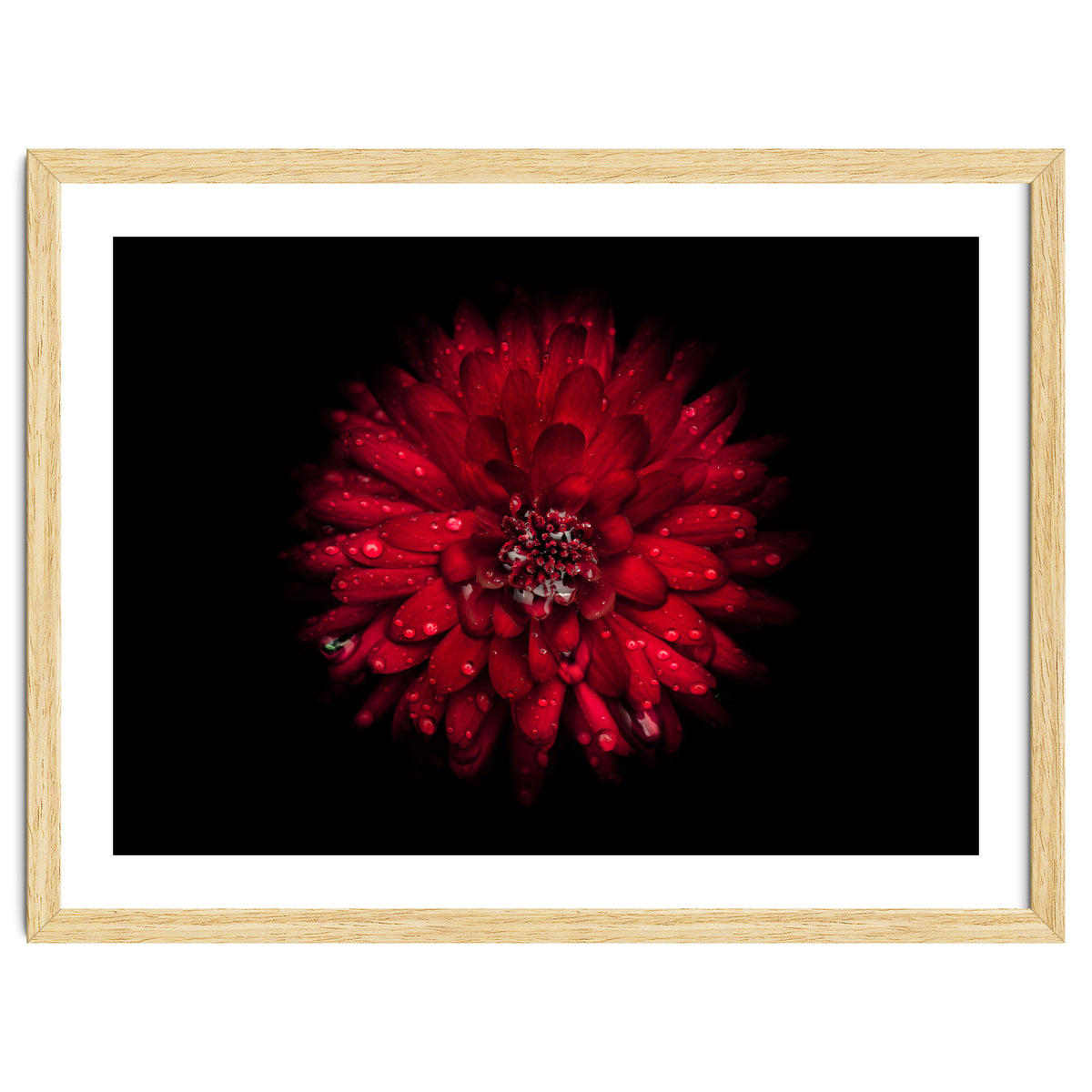 Backyard Flowers 45 Color Version