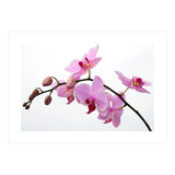 Orchidee (Print Only) thumbnail