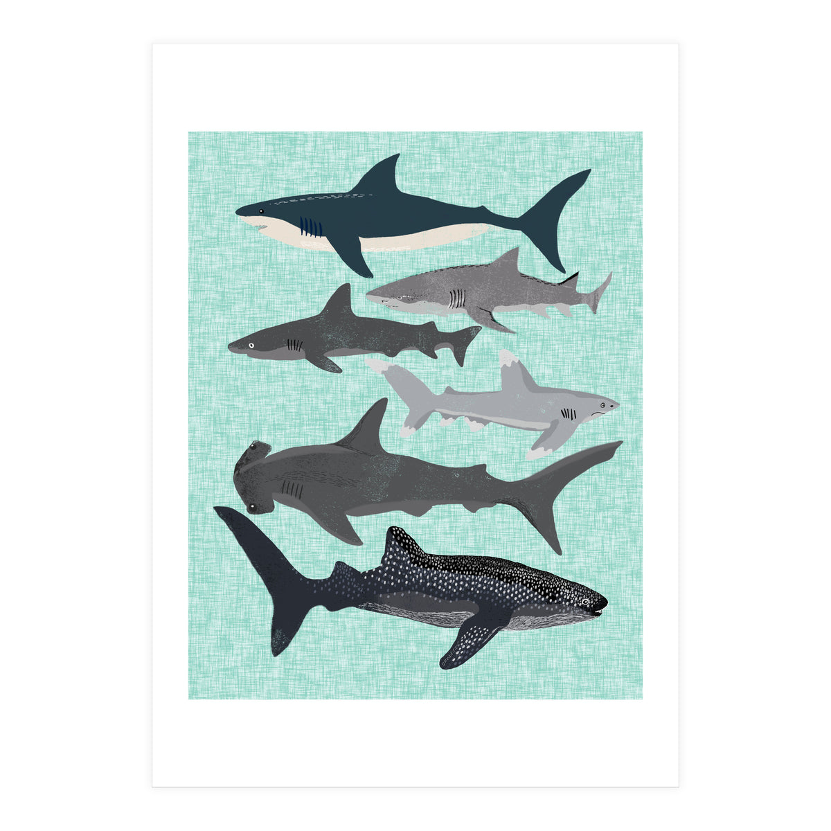 Sharks (Print Only)