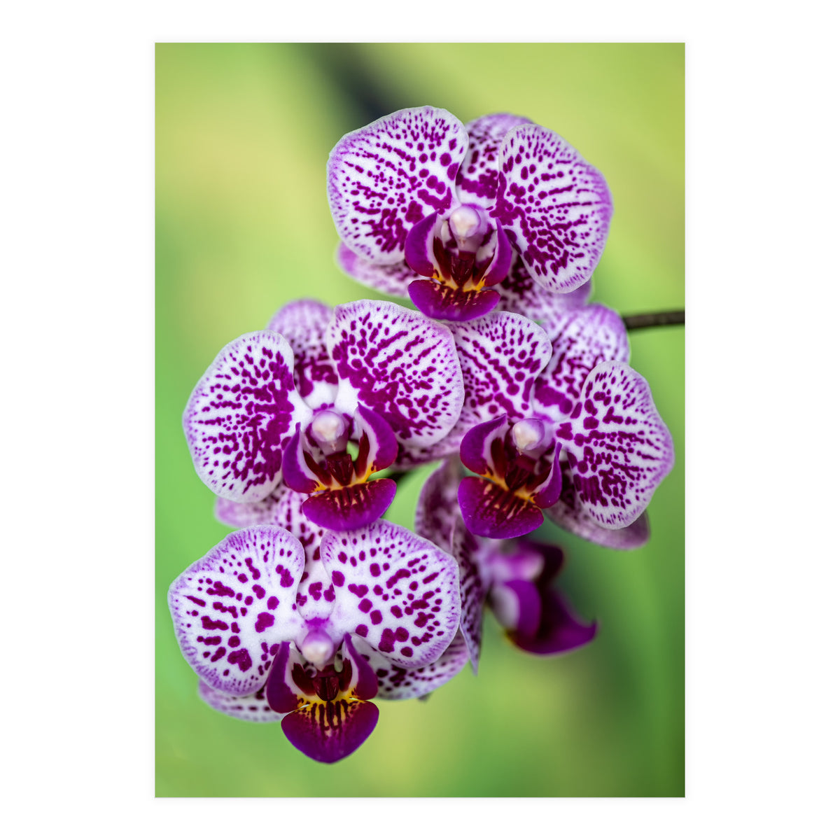 Orchidee Flower (Print Only)