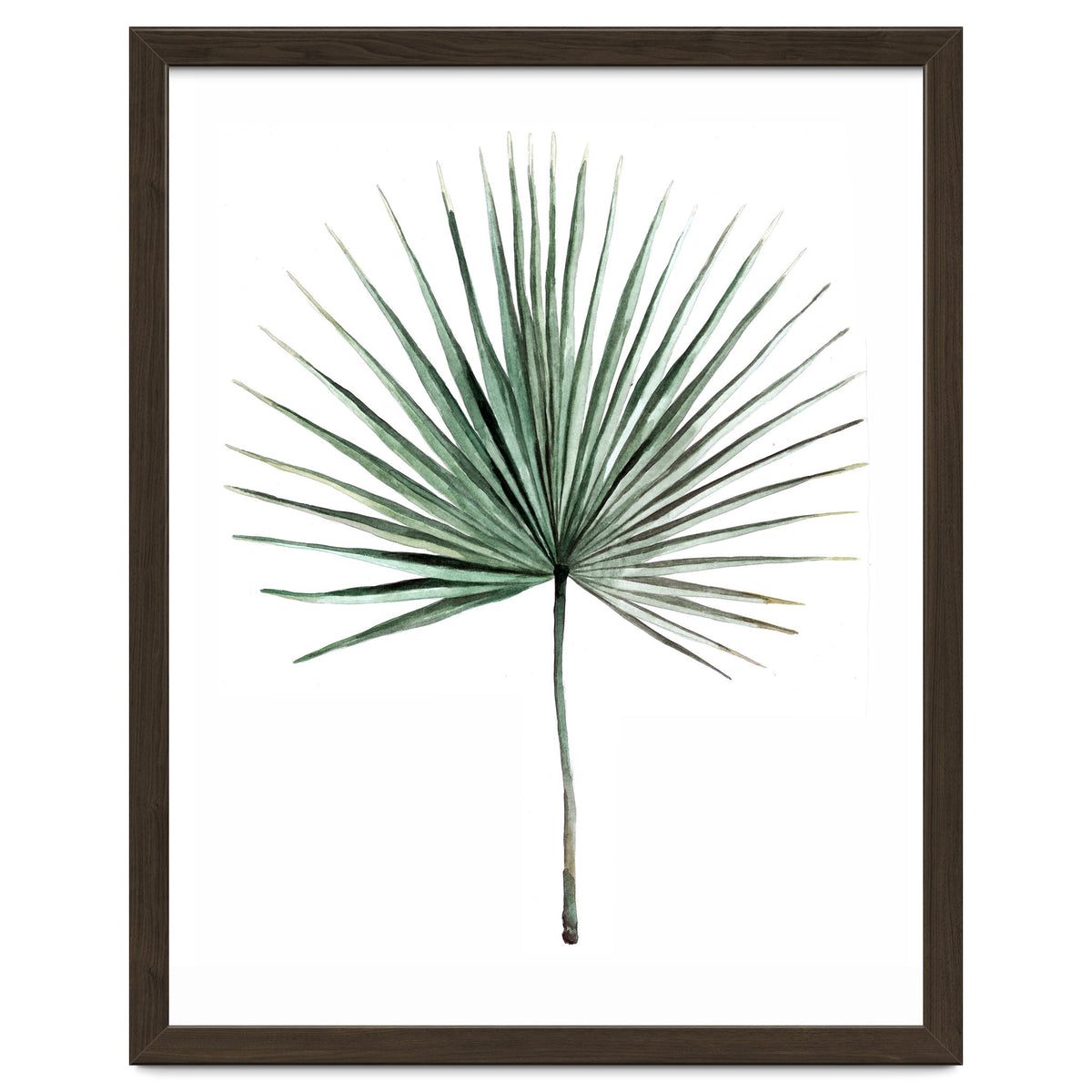 Botanical Illustration Fanpalm