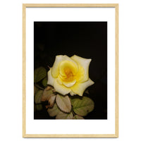 Yellow Rose