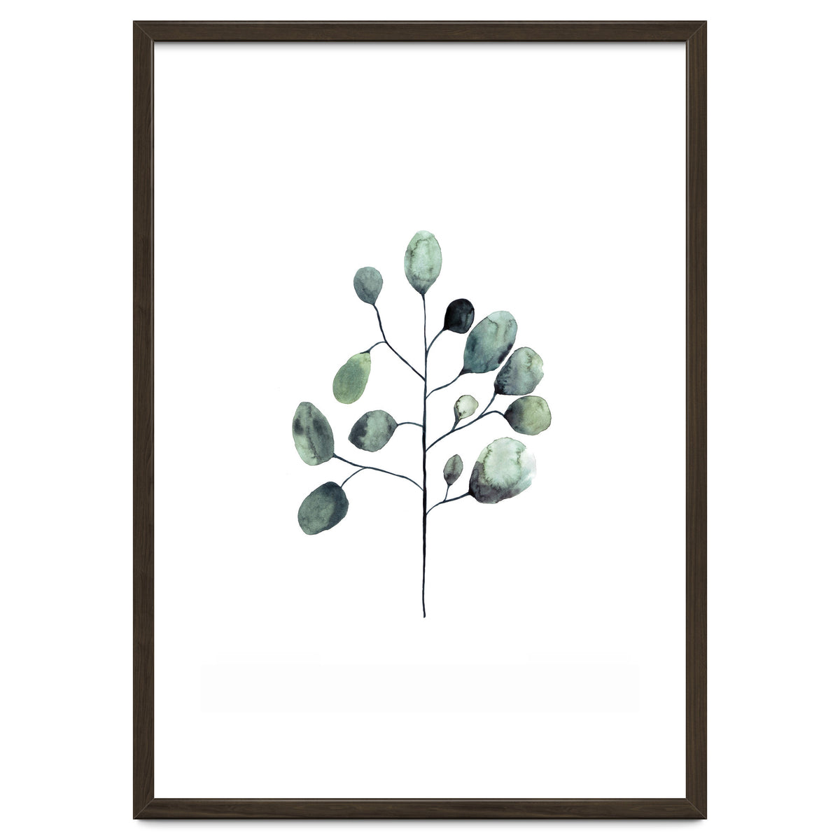 Botanical Illustration Eukalyptus