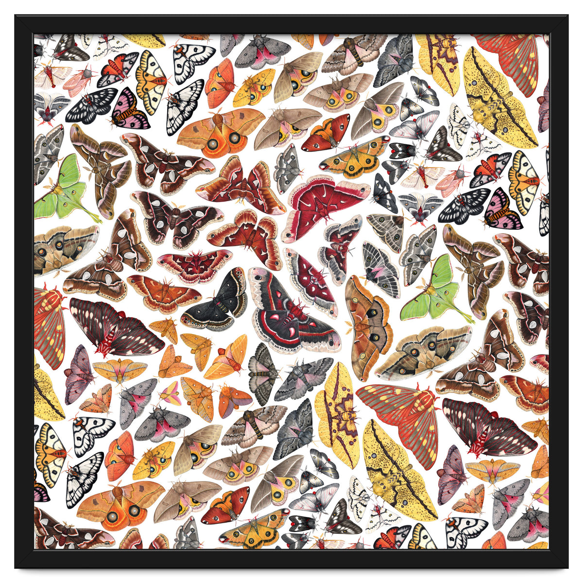 Saturniid Moths of North America Pattern