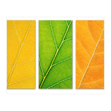 Autumn Leaves (Print Only) thumbnail