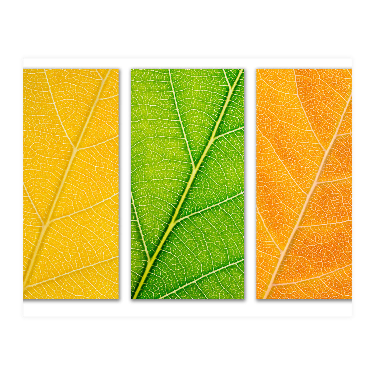 Autumn Leaves (Print Only)