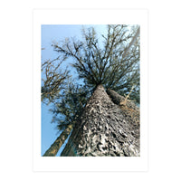 Ataraxia - Tree Series 1 (Print Only)