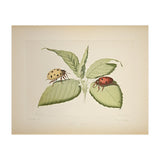 Vintage Ladybirds Illustration (Print Only) thumbnail
