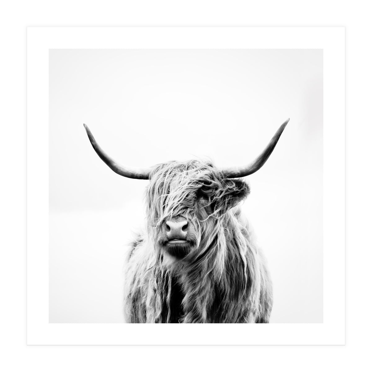 portrait of a highland cow (Print Only)