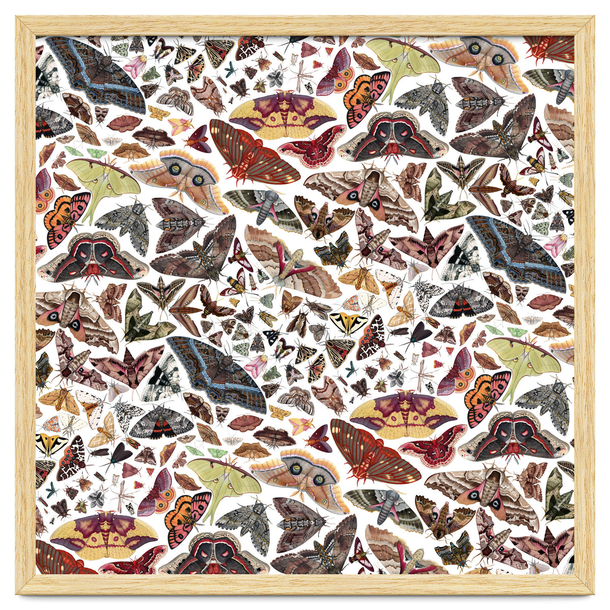 Moths of North America Pattern
