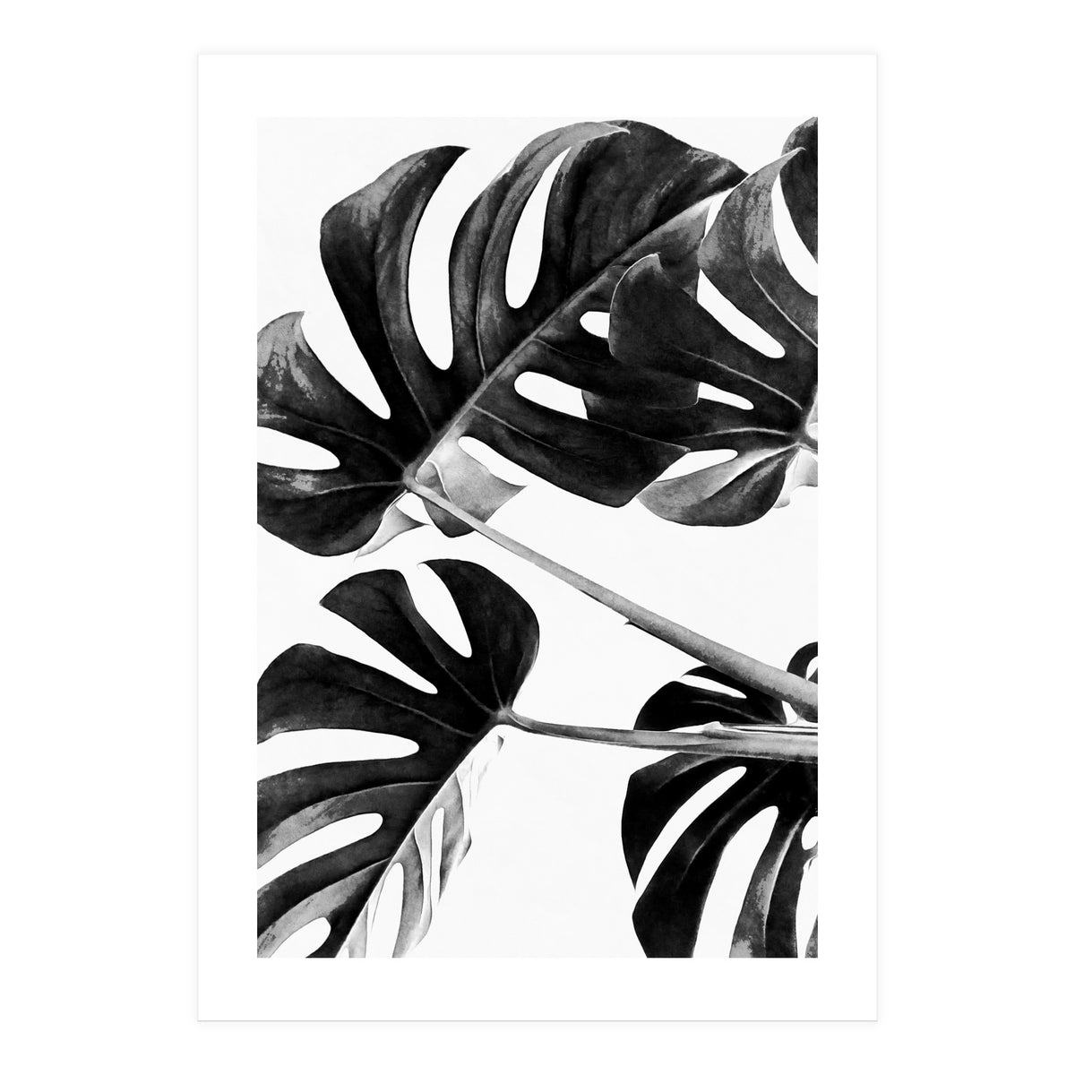 Monstera Black And White 05 (Print Only)