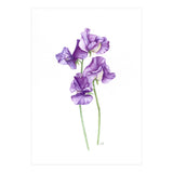 A Purple Posy Of Sweet Peas (Print Only) thumbnail