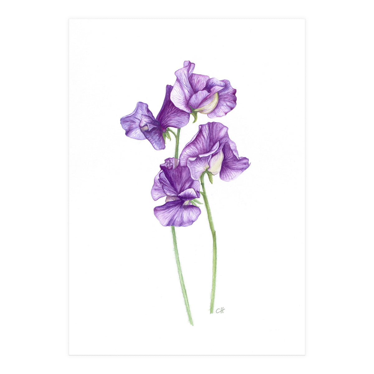 A Purple Posy Of Sweet Peas (Print Only)