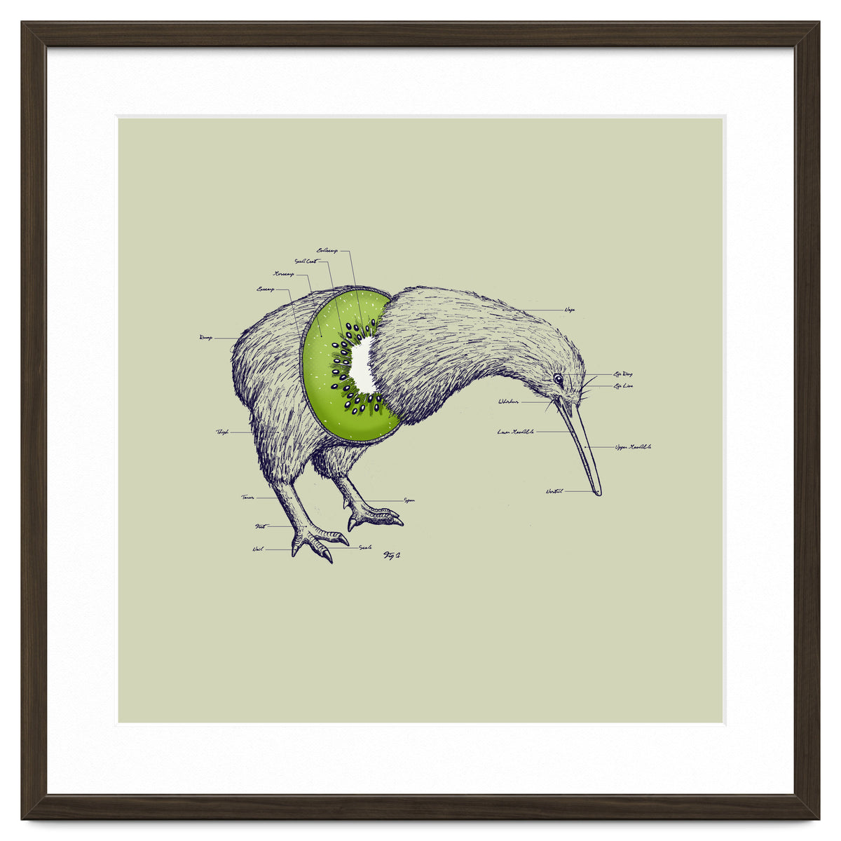 Kiwi Anatomy
