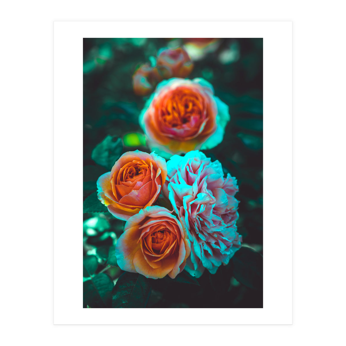 Rose Flowers  (Print Only)