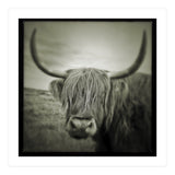 Elgol Cow (Print Only) thumbnail