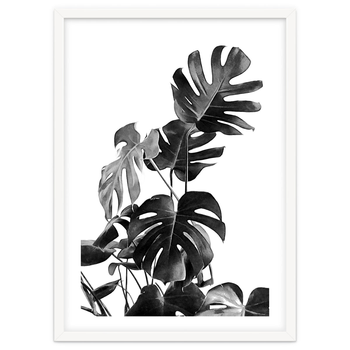 Monstera Black And White 09