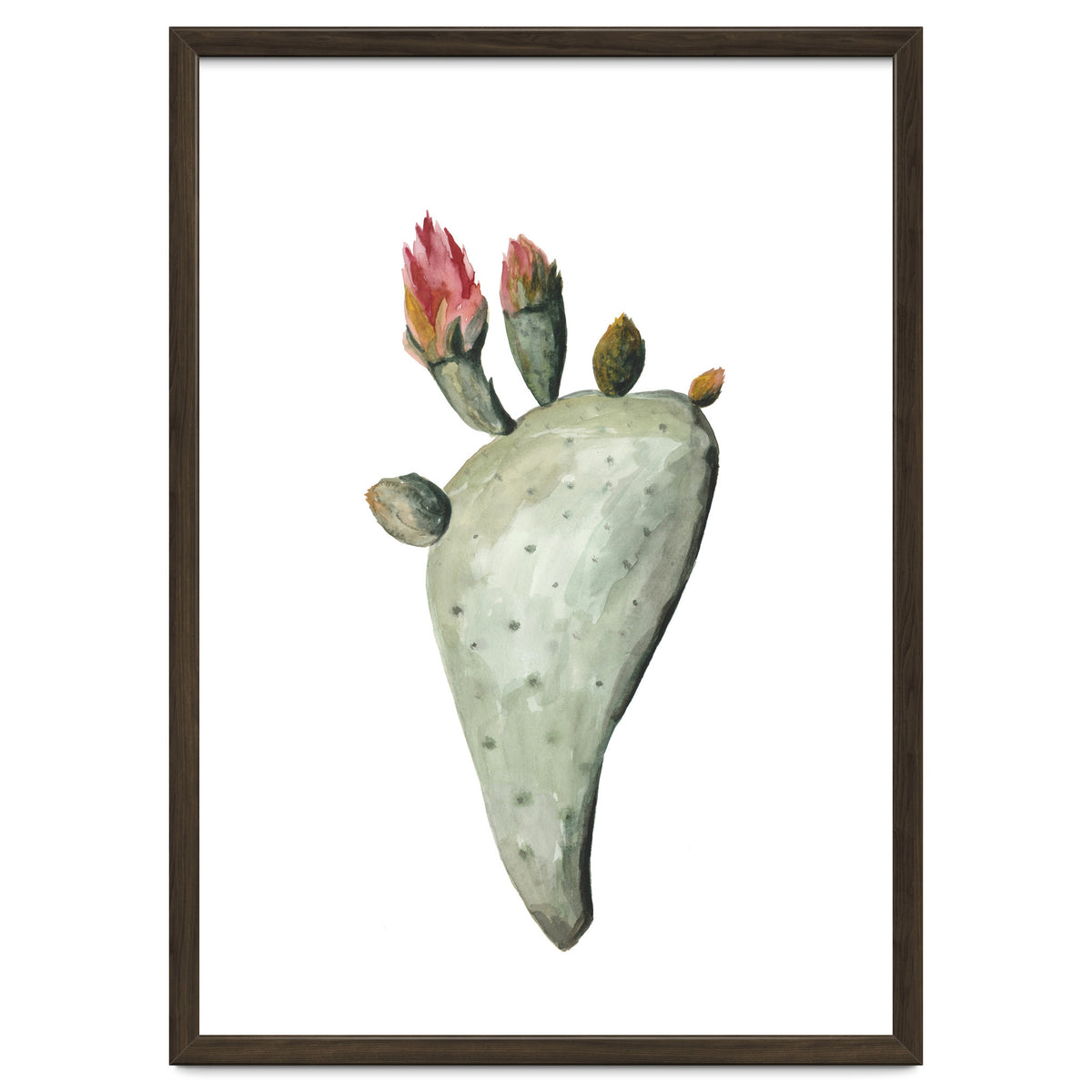 Botanical Illustration Cactus Flowers