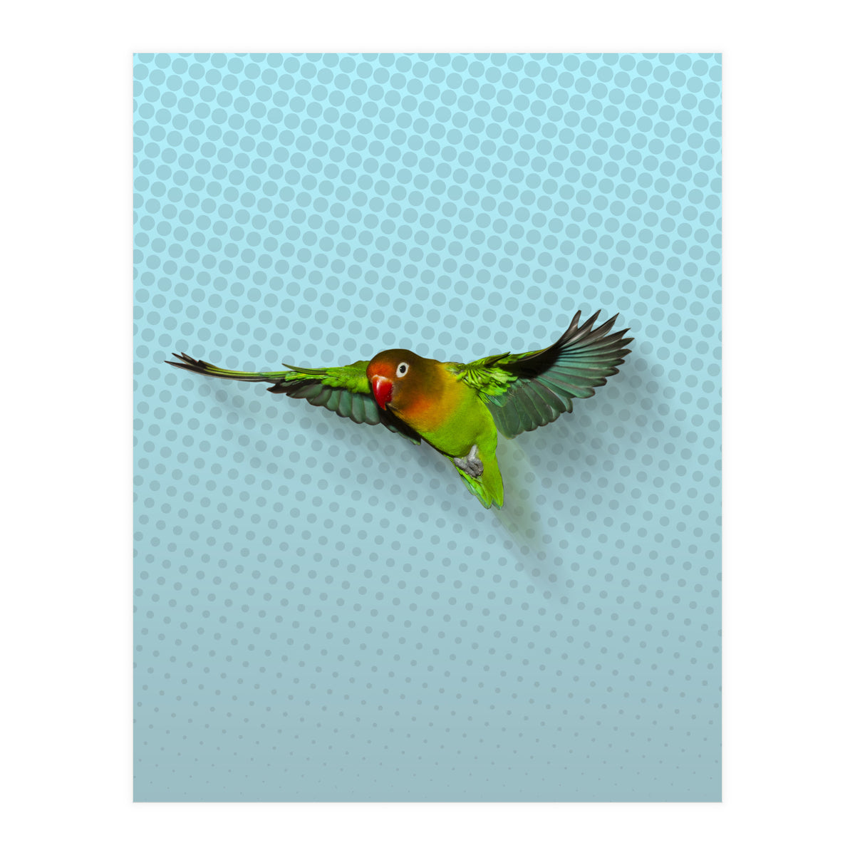 Flying lovebird (Print Only)