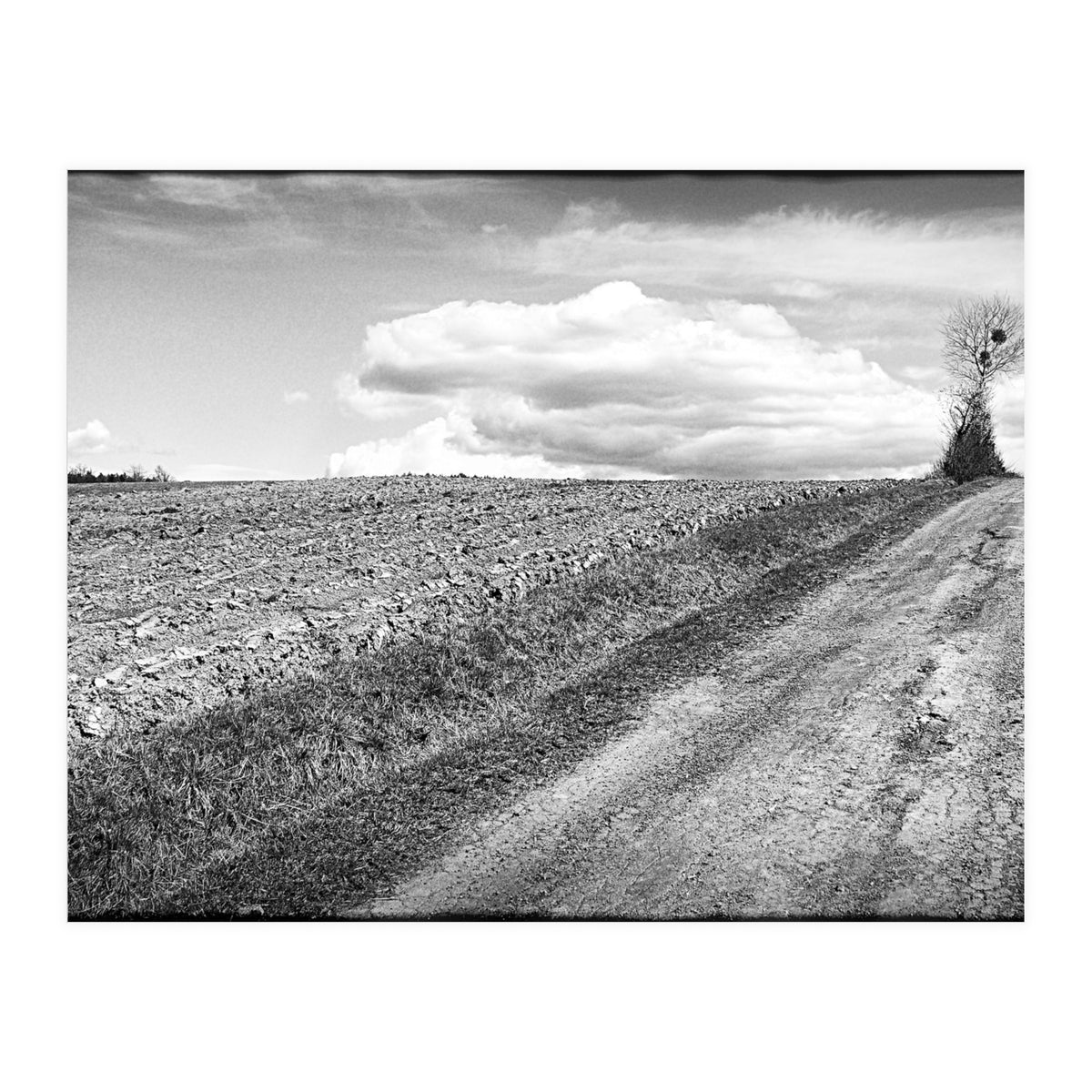 Lonely tree (Print Only)