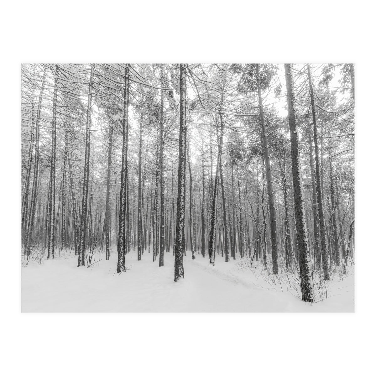 Let It Snow Forest (Print Only)