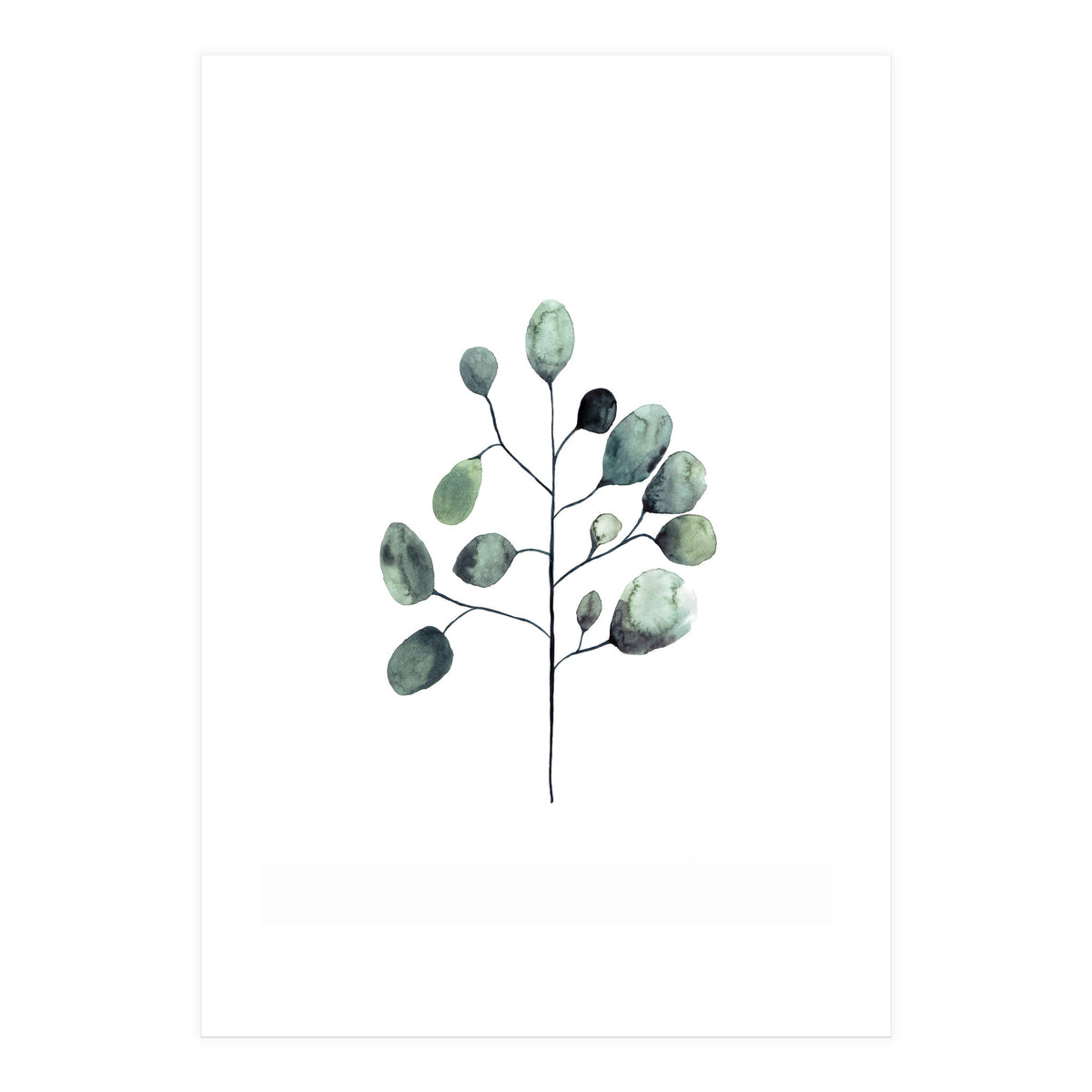 Botanical Illustration Eukalyptus (Print Only)