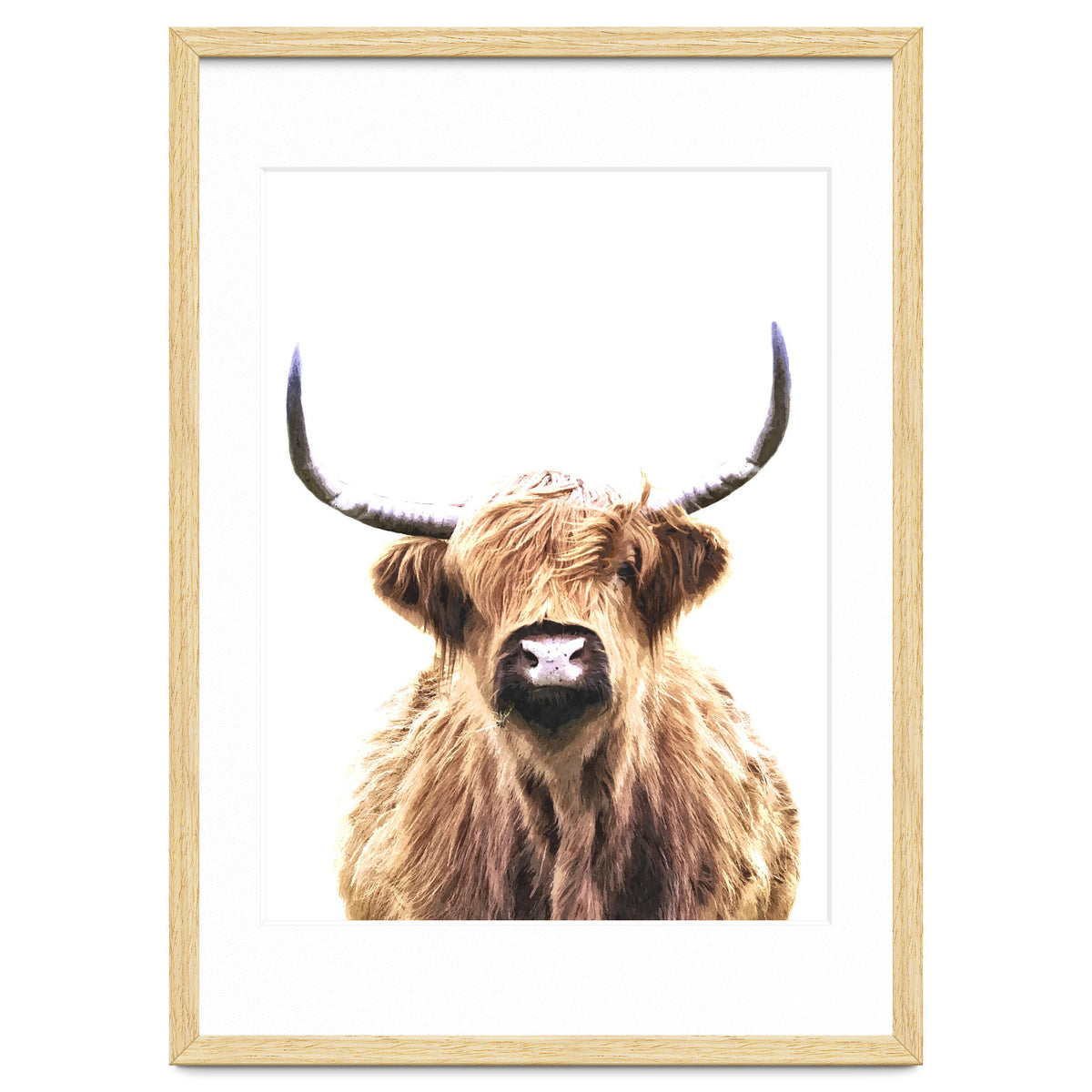 Highland Cow Portrait
