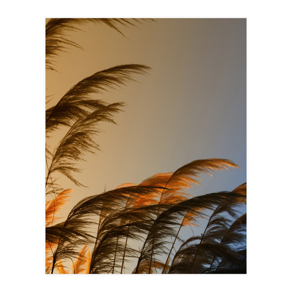 Sunset in autumn (Print Only)