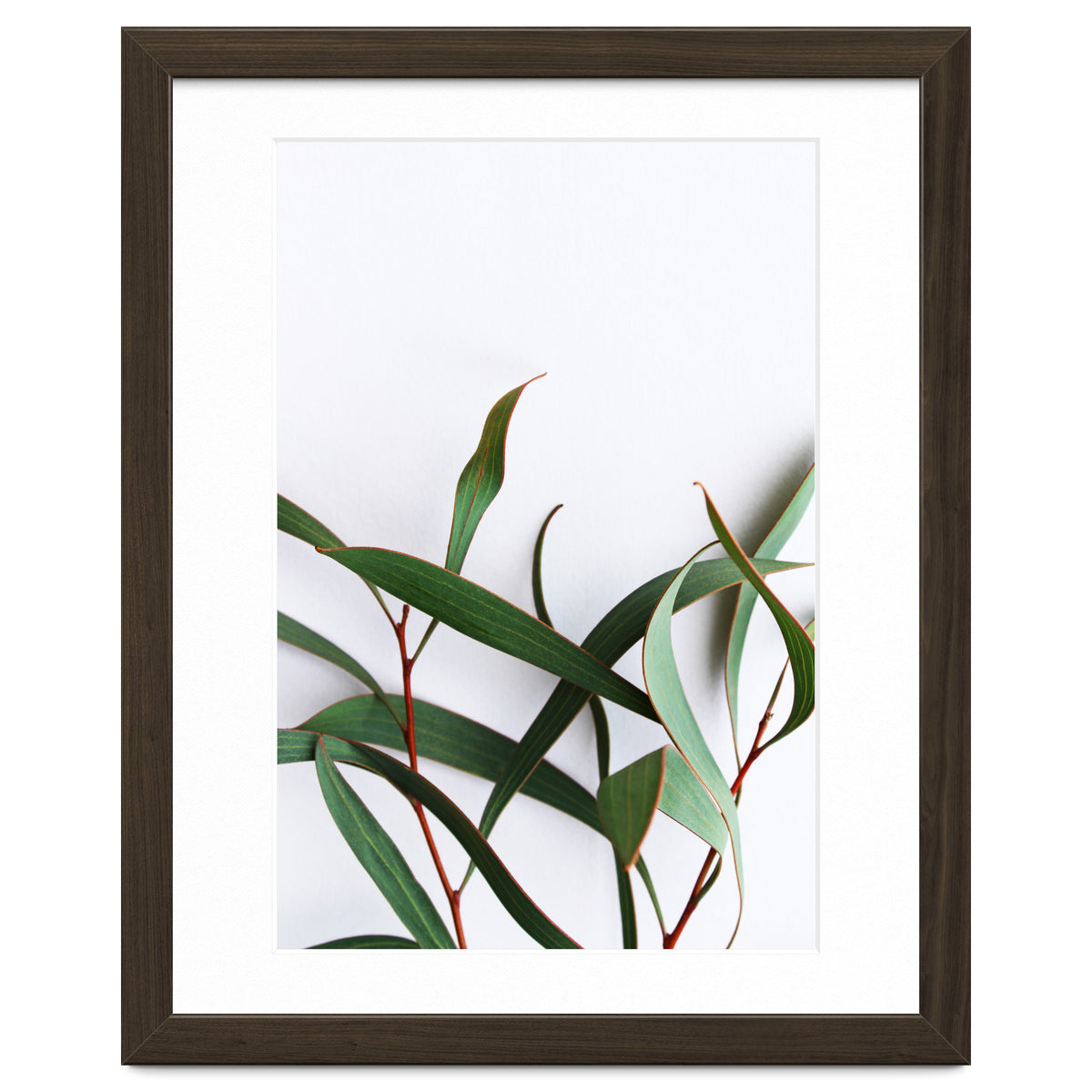 Green Eucalyptus leaves