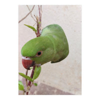 My Cute Parrot (Print Only)