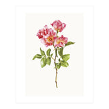 Cc Roses 02 (Print Only) thumbnail