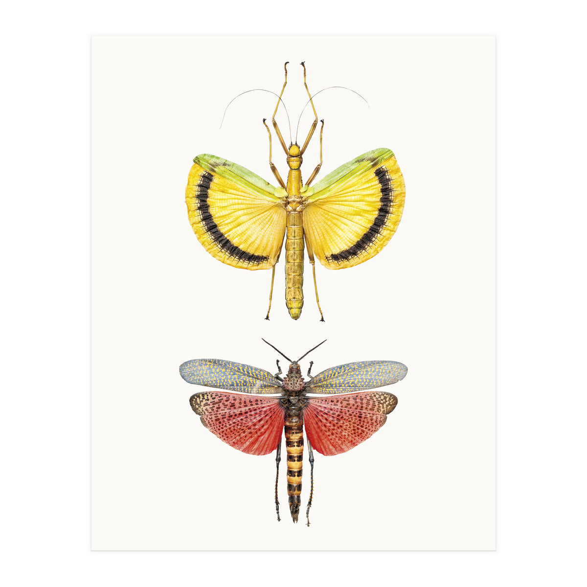 Cc Insects 08 (Print Only)