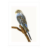 Cc Birds 04 (Print Only) thumbnail