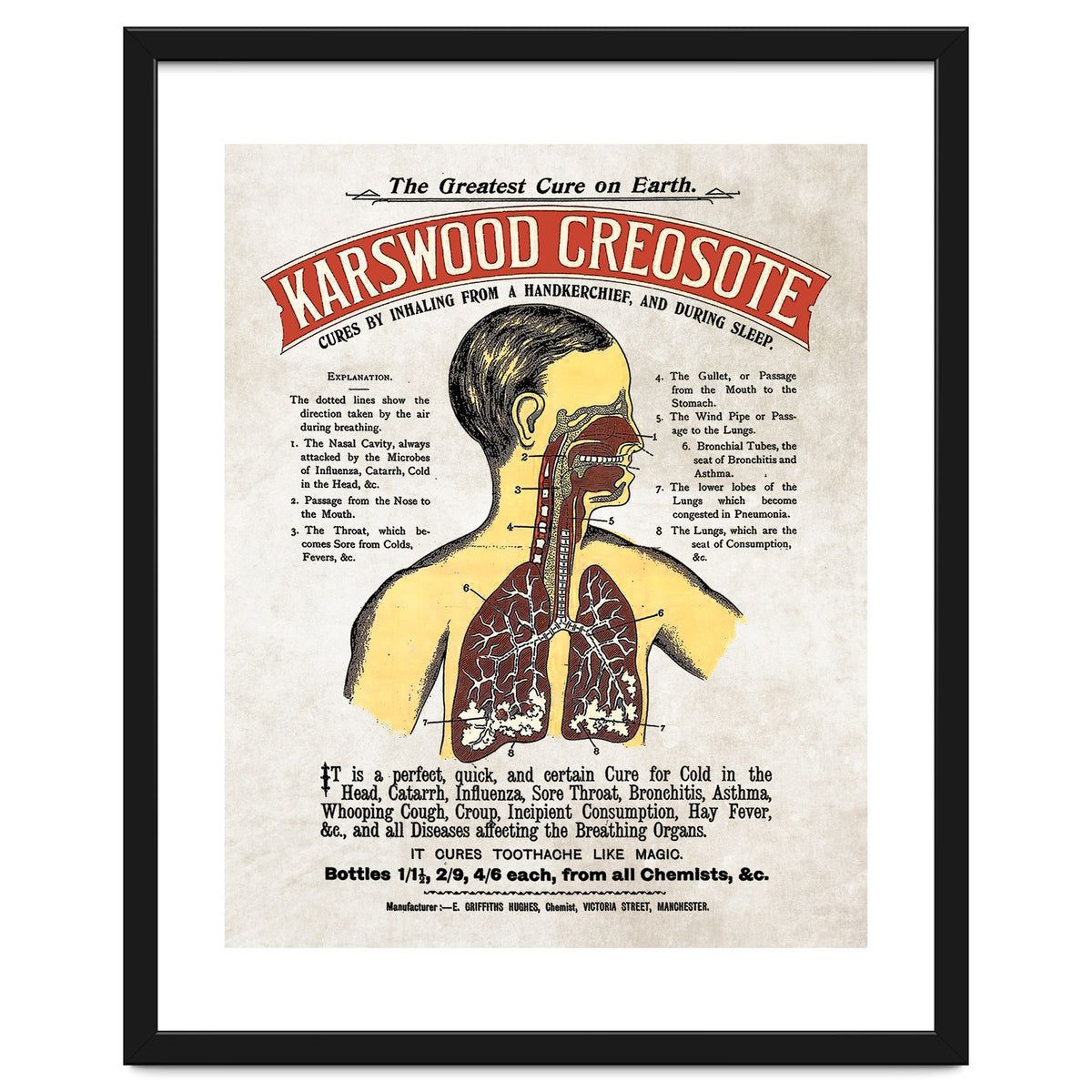 anatomy digestive system poster