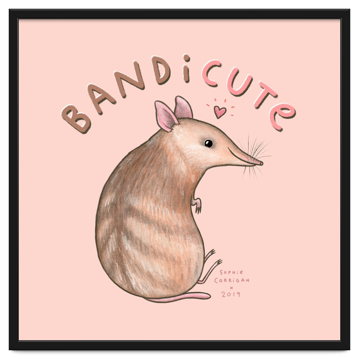 Bandicute