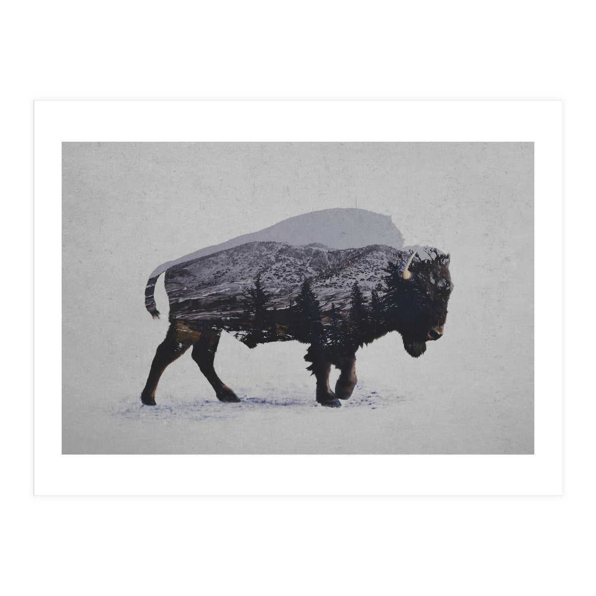 The American Bison (Print Only)