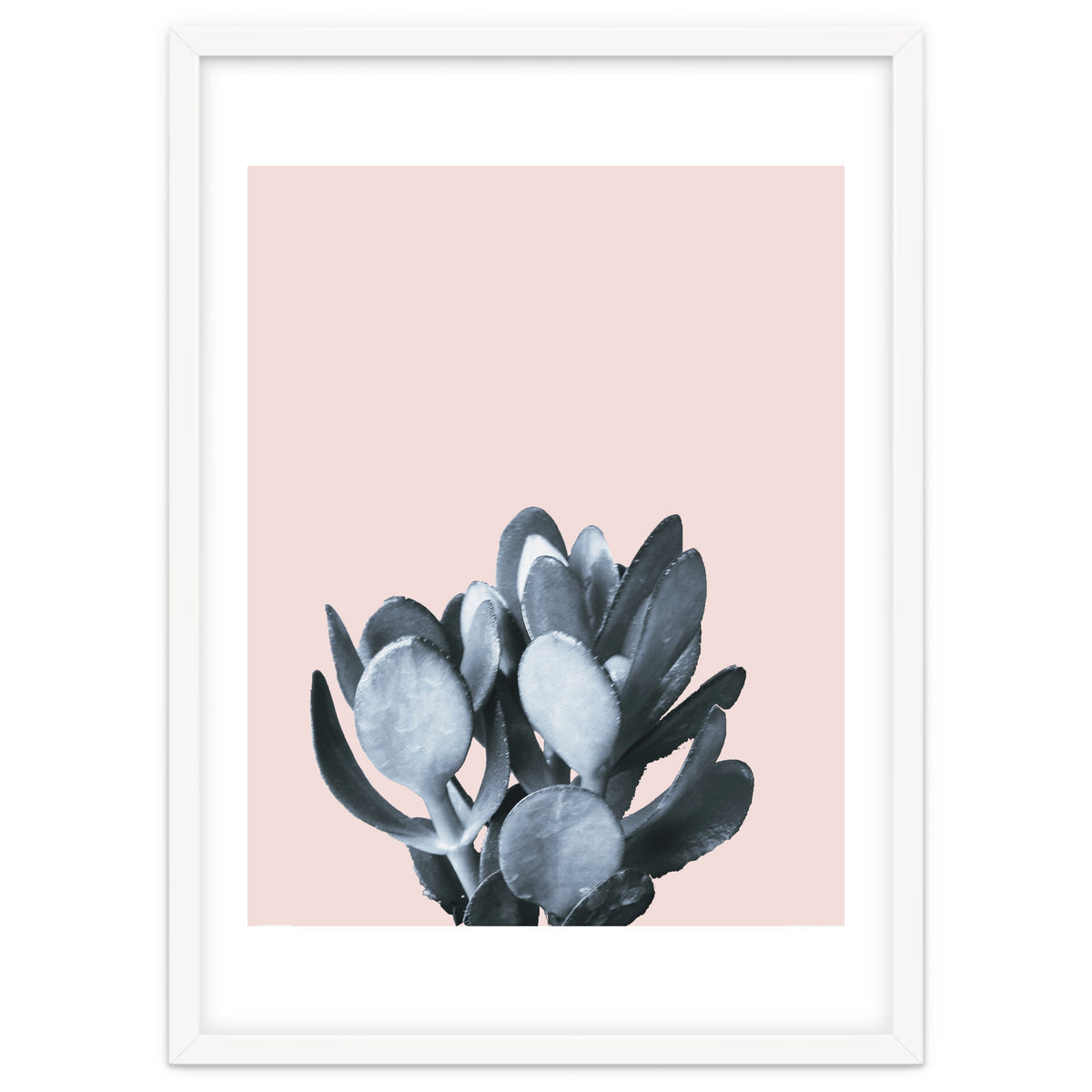 Cactus collection BL-II