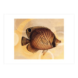 Fish Between Circles 3 (Print Only) thumbnail