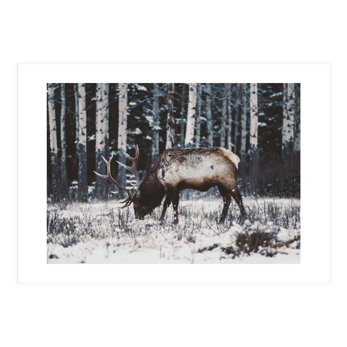 animal print (Print Only)