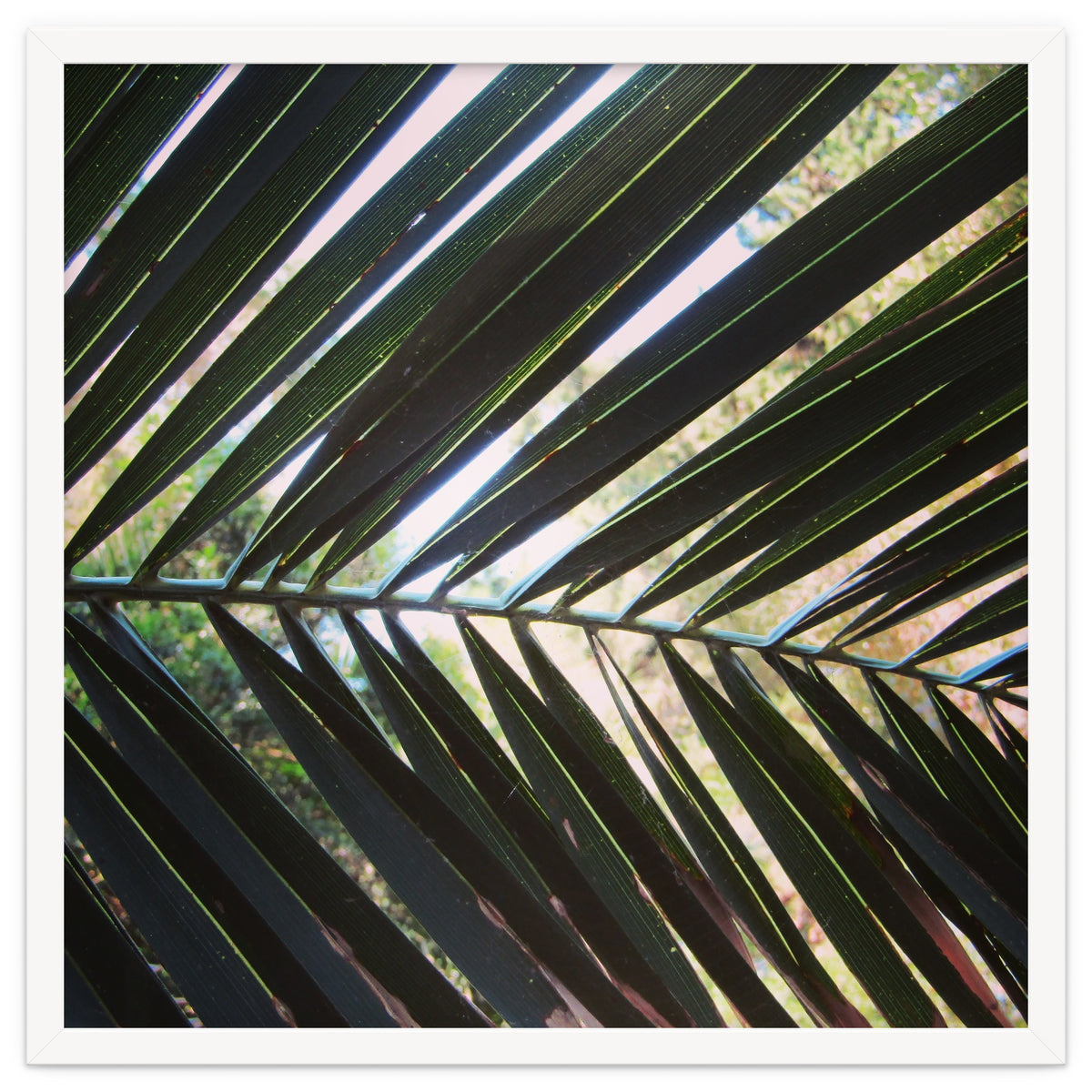 Palm leaf