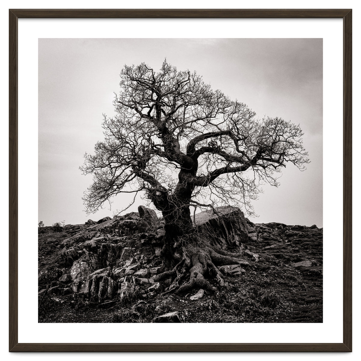 Gnarled Tree
