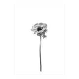Anemone coronaria | bright design (Print Only) thumbnail