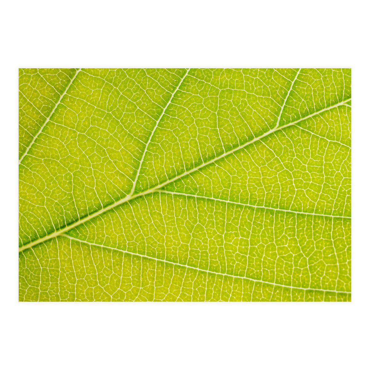 Autumn Leaf (Print Only)