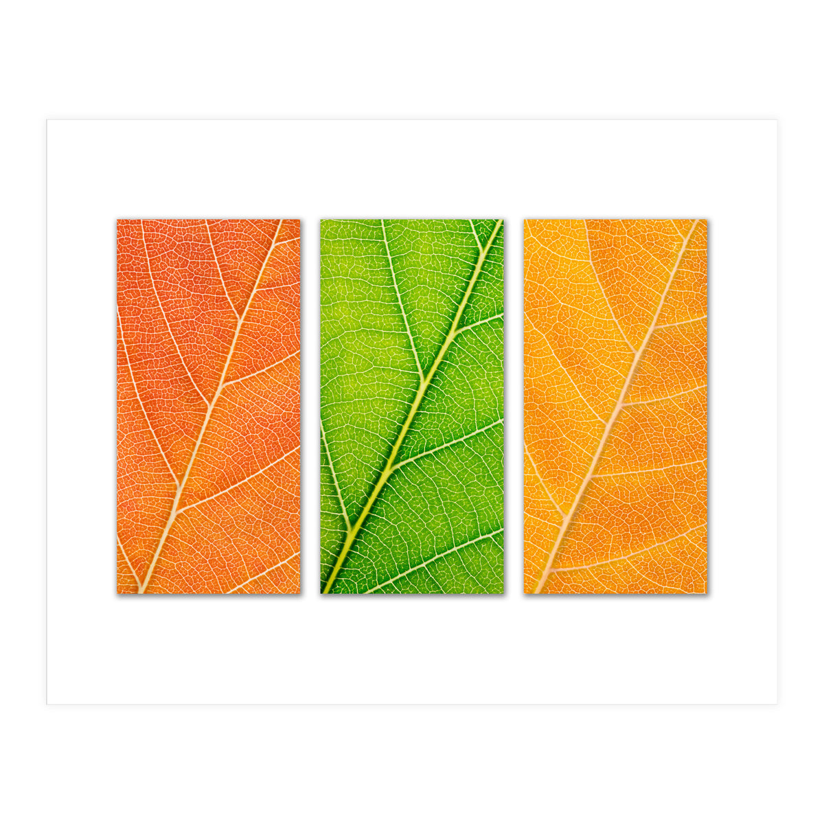 Autumn Leaves (Print Only)