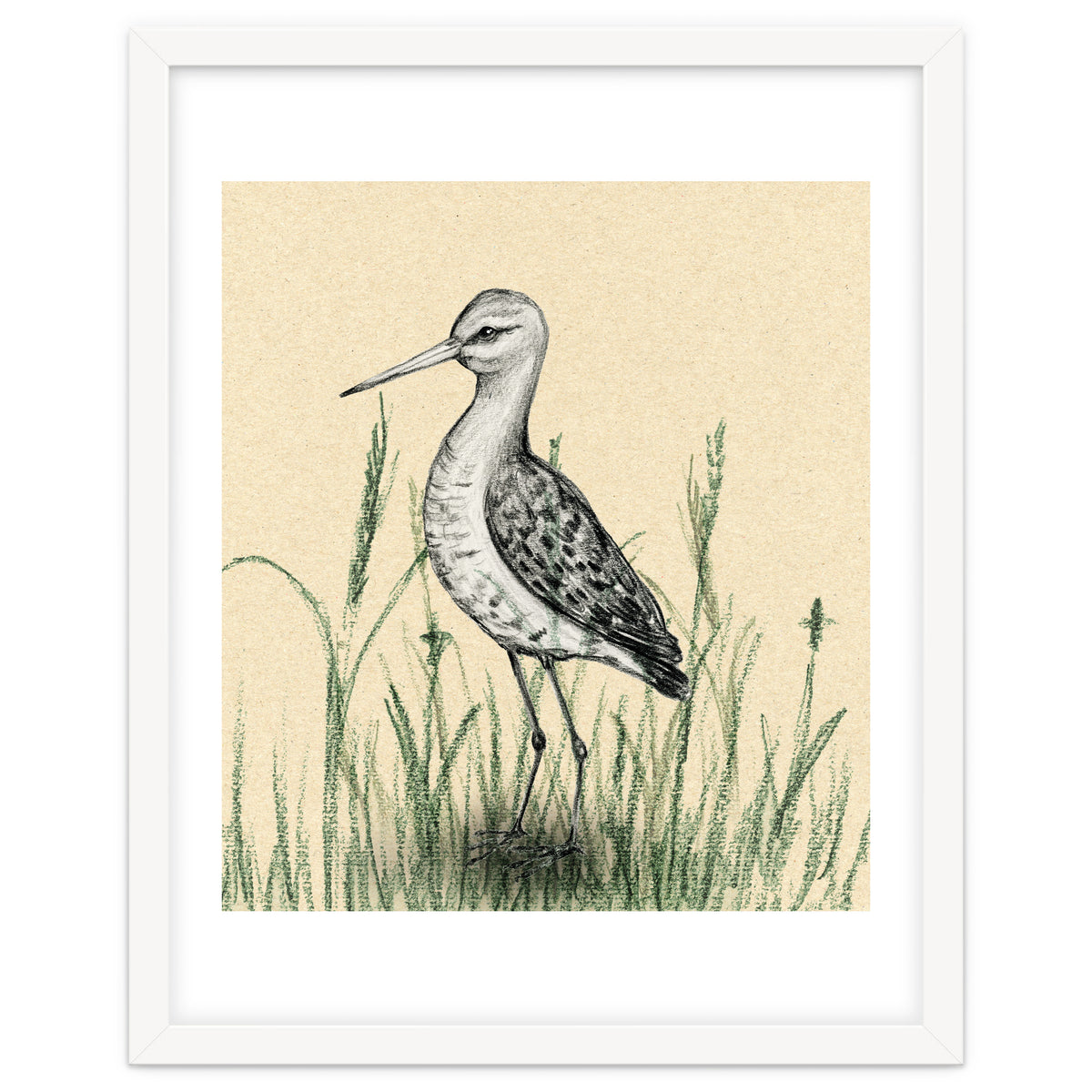Black-tailed godwit in the grass