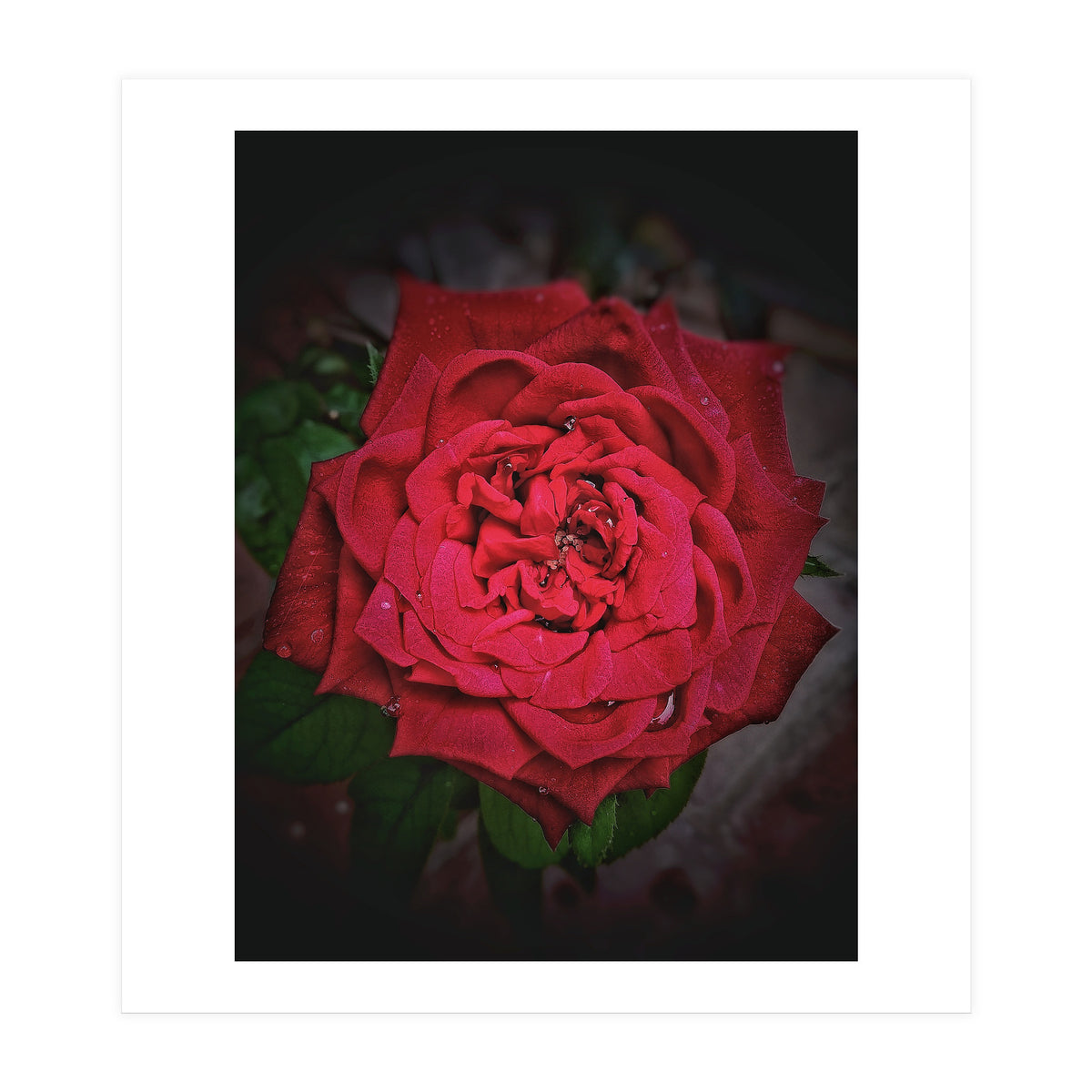 Red Rose (Print Only)