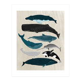 Whales (Print Only) thumbnail