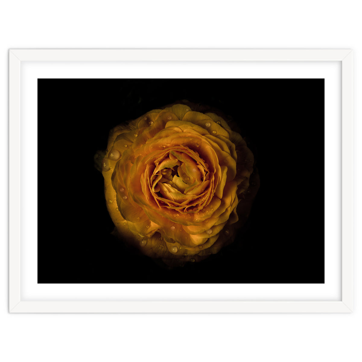 Backyard Flowers No 73 Color Version